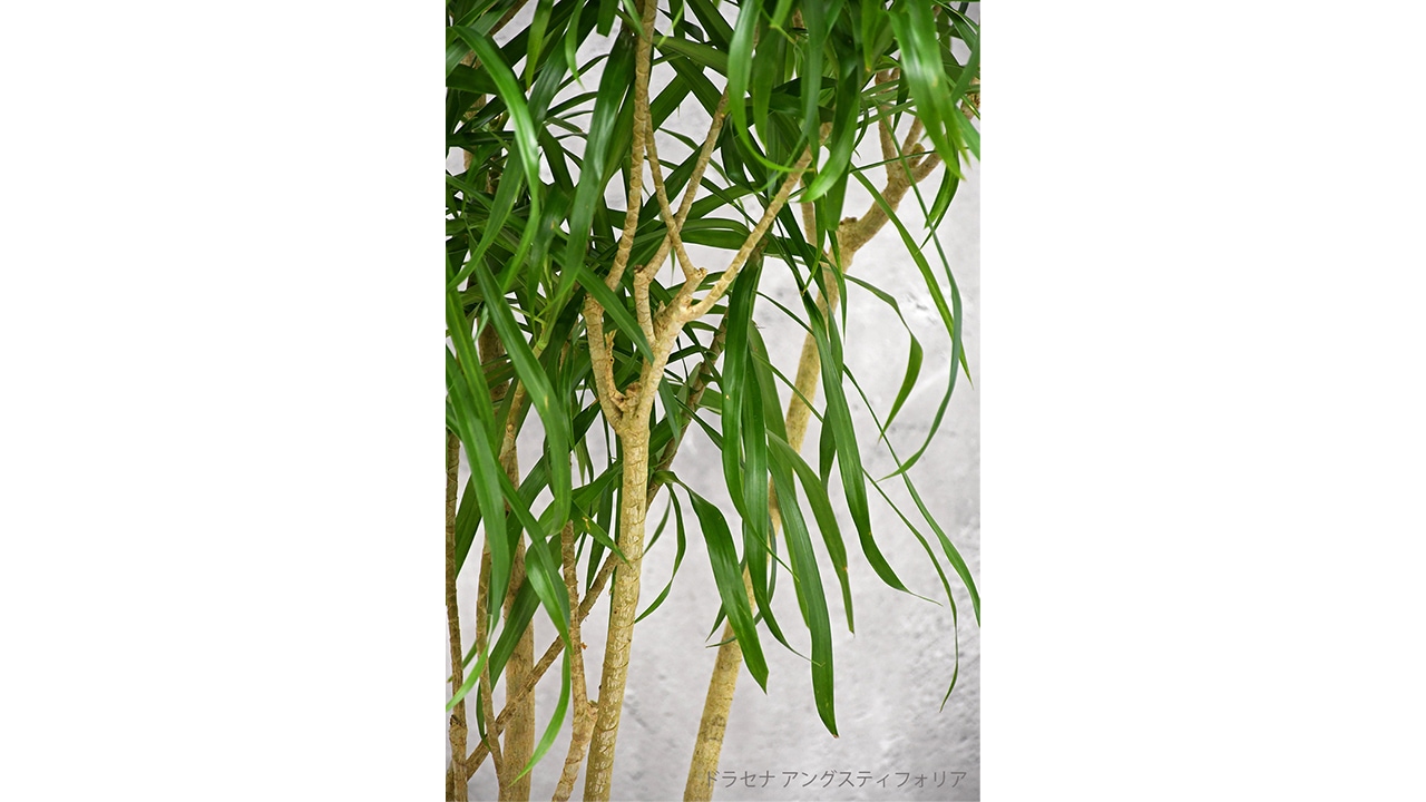 【OKURIKA】観葉植物 ドラセナ 8号鉢