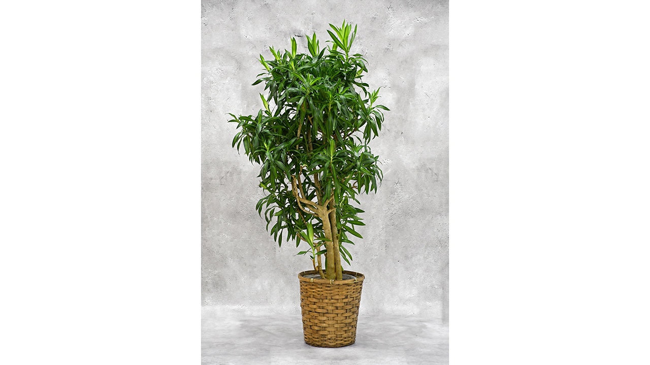 【OKURIKA】観葉植物 ドラセナ 10号鉢