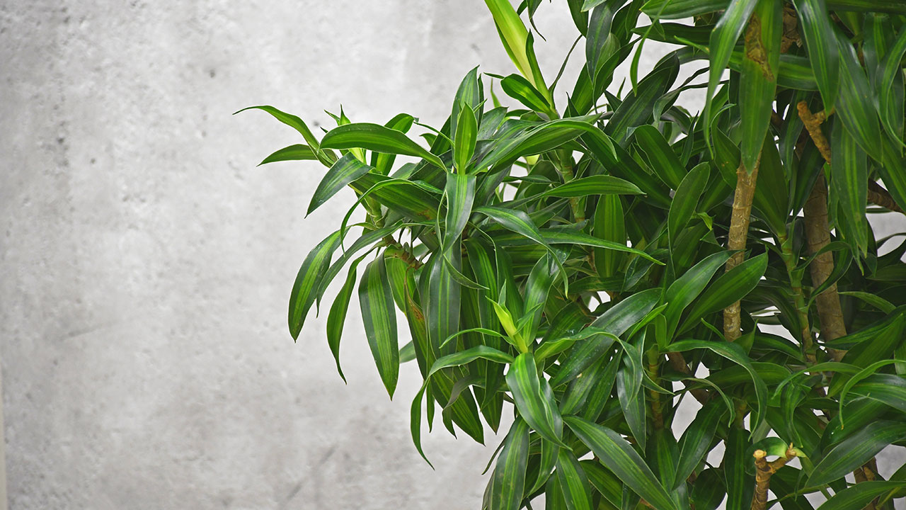 【OKURIKA】観葉植物 ドラセナ 10号鉢