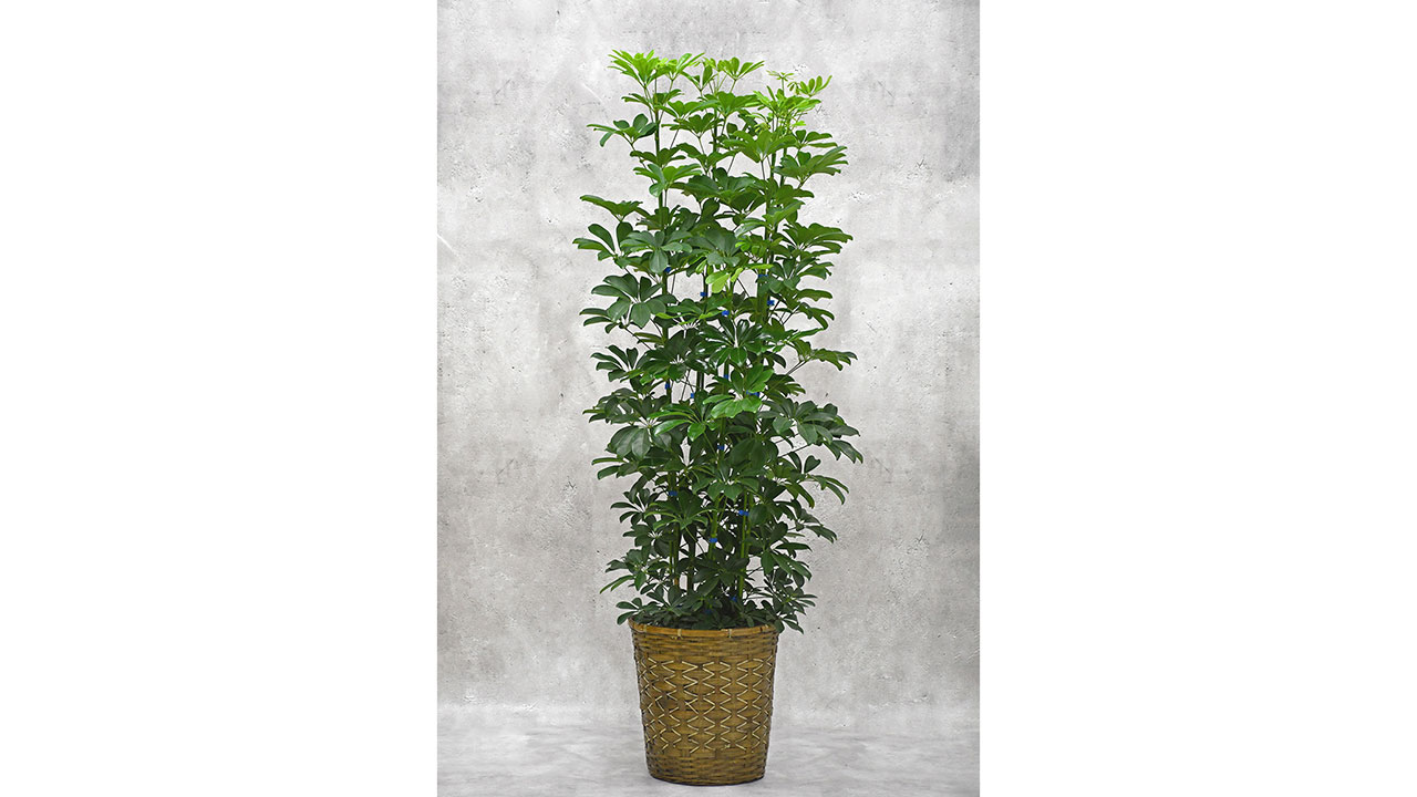 【OKURIKA】観葉植物 シェフレラ（カポック）8号鉢