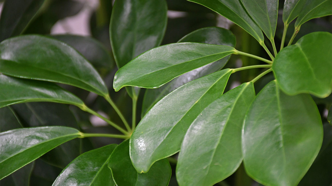 【OKURIKA】観葉植物 シェフレラ（カポック）8号鉢