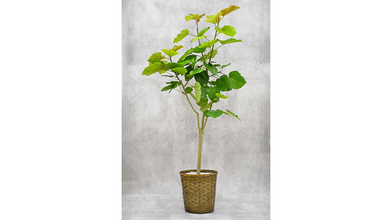 【OKURIKA】観葉植物 ウンベラータ 8号鉢