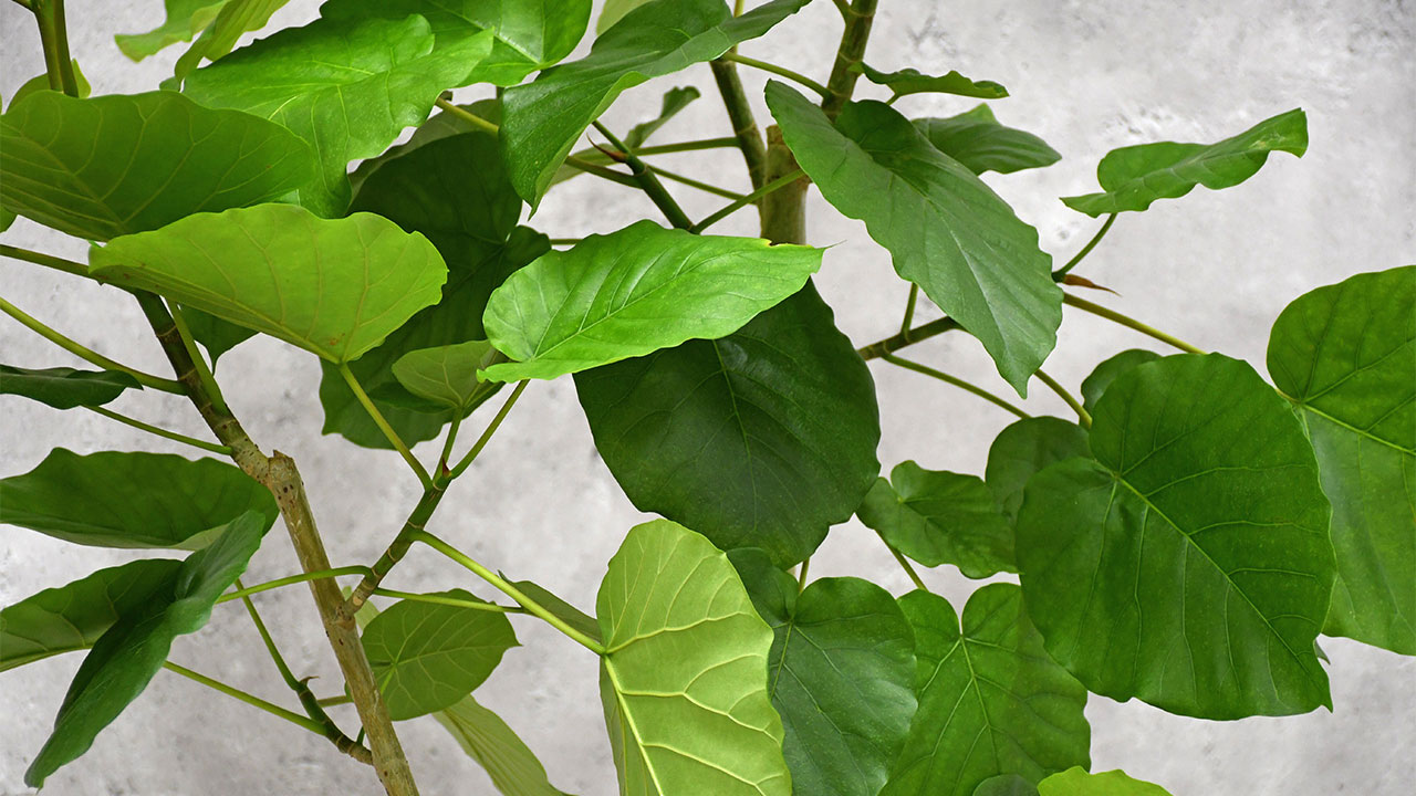 【OKURIKA】観葉植物 ウンベラータ 10号鉢