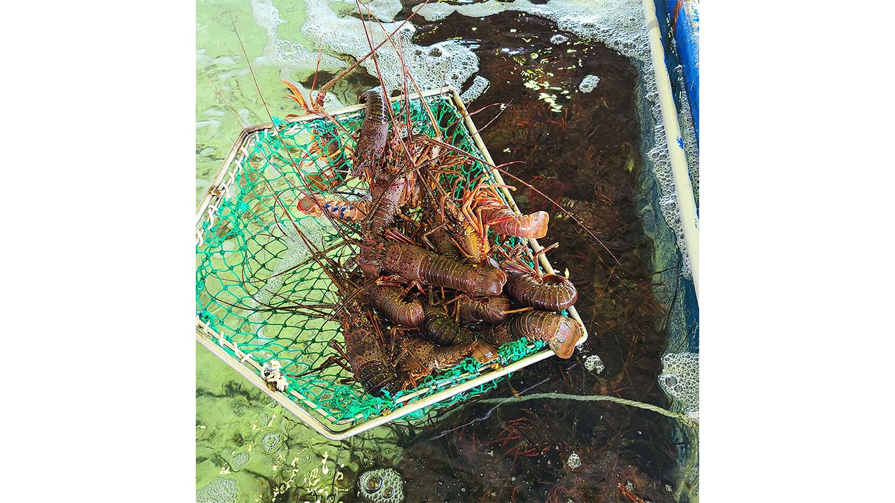 【いせえび問屋】活〆生冷凍伊勢海老　中（900g/3尾）