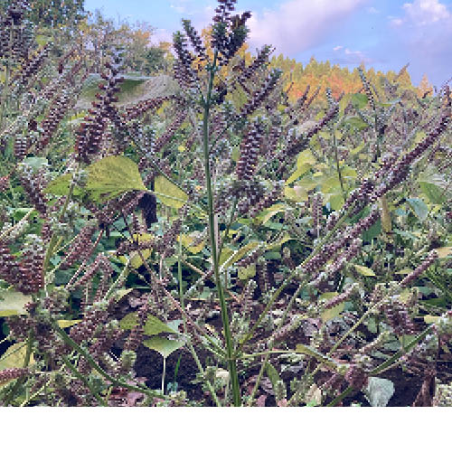 ��ͭ����������45��