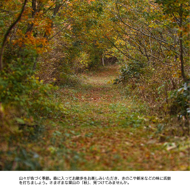 �ڥߥ������������Ǻܡ����ȸ���ν� �ֿܳ�š�׽������1������/1��2��ʬ��