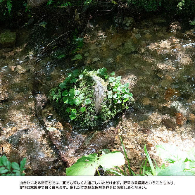 �ڥߥ������������Ǻܡ����ȸ���ν� �ֿܳ�š�׽������1������/1��2��ʬ��