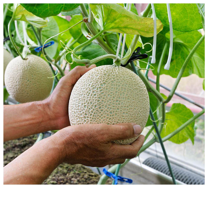 �Ų������ޥ��������ȥ���󥼥꡼�ࡼ��