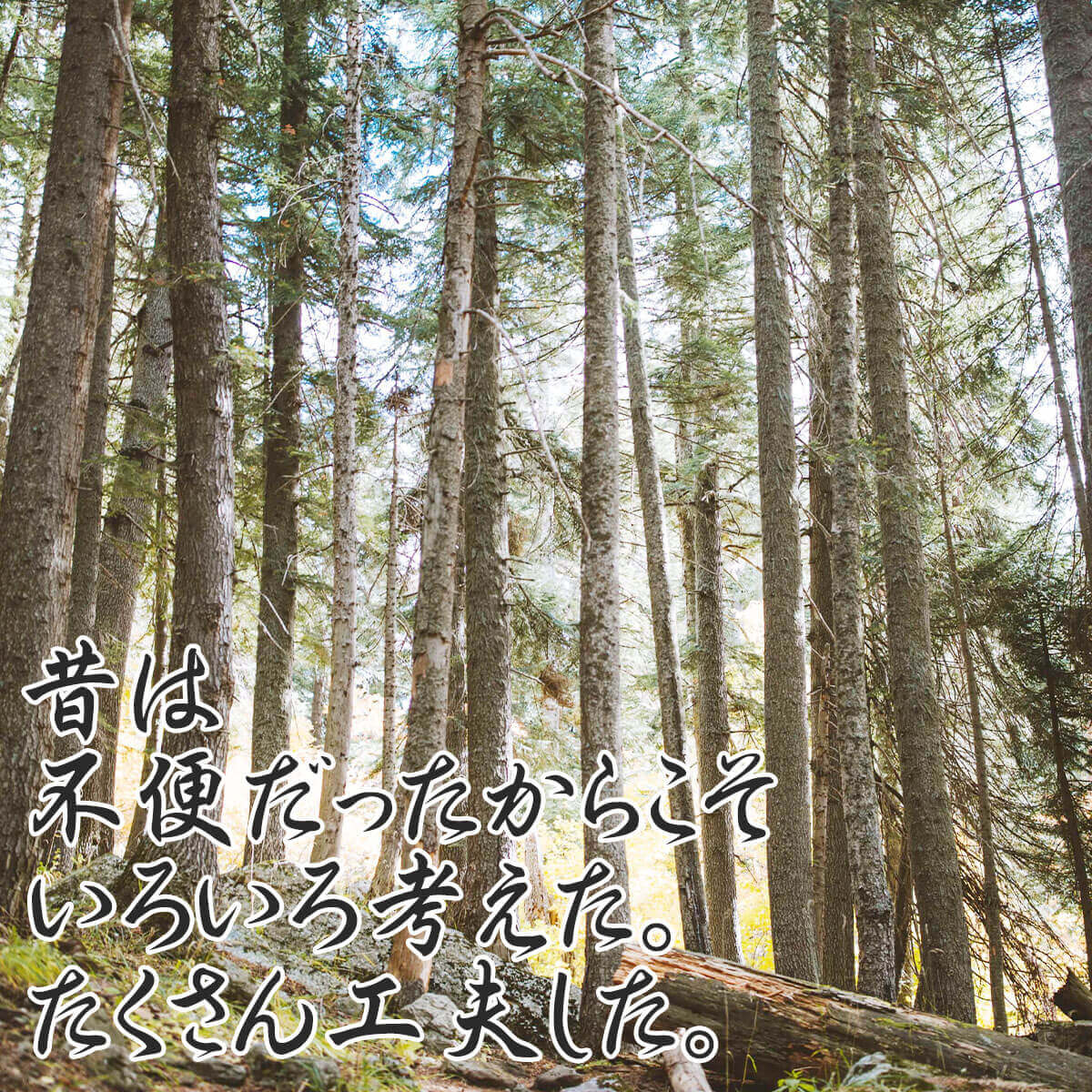 ������̵�� 2�ܡۤ����������ش������ҥΥ� ľ��13cm Ĺ��38cm 2�ܡ��ų�굡�ˤԤä��ꥵ�����ǥ����פ�С��٥��塼�ˤ������ᡪ