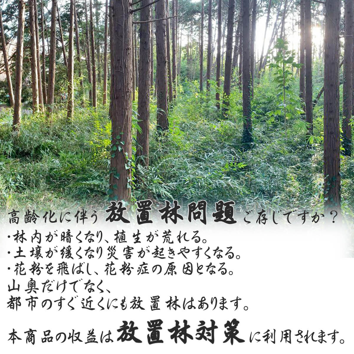 ������̵�� 2�ܡۤ����������ش������ҥΥ� ľ��13cm Ĺ��38cm 2�ܡ��ų�굡�ˤԤä��ꥵ�����ǥ����פ�С��٥��塼�ˤ������ᡪ