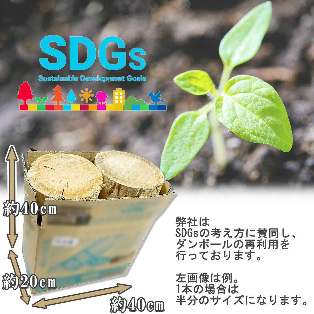 ������̵�� 2�ܡۤ����������ش������ҥΥ� ľ��13cm Ĺ��38cm 2�ܡ��ų�굡�ˤԤä��ꥵ�����ǥ����פ�С��٥��塼�ˤ������ᡪ