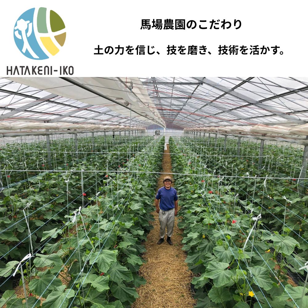 農園コラボ☆きゅうりキムチ 限定販売キムチ 【春夏限定　厳選きゅうり使用】（冷凍商品と同梱不可）