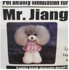 Mr.Jiang モデルドッグ トイプードル ヘッド毛 （土台無し） カラー：グレー×マズル白|その他周辺機器・用品|トリミング用品・衛生用品