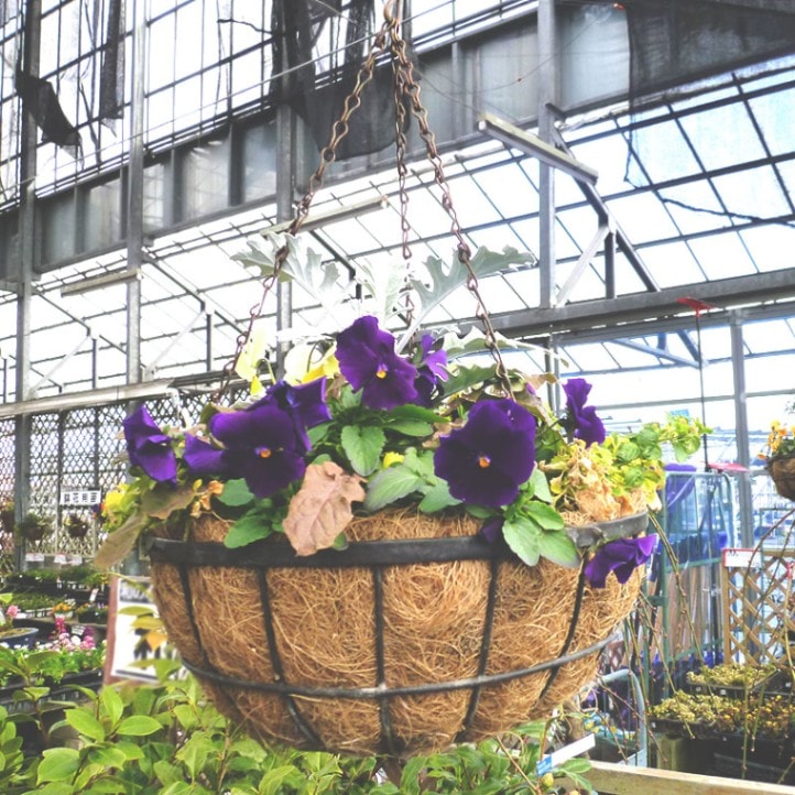 ハンギングバスケット 楽天市場】ハンギング 鉢 プランター バスケット ポット