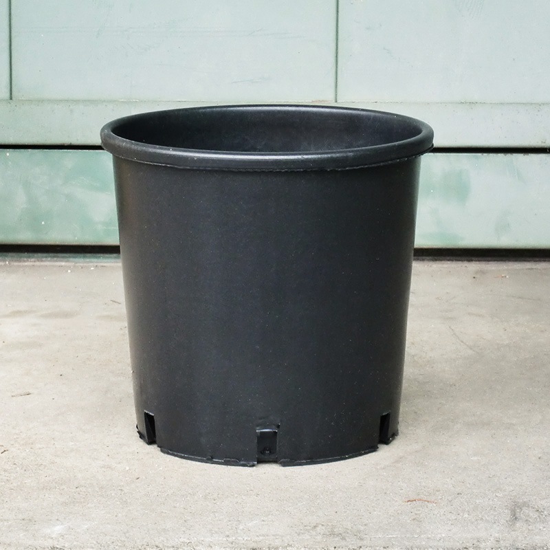 RP19】【6.5号】 ナーセリーポット19size | 一般のお客様向け | 大樹