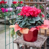 カラーポット【7号鉢】【NR31】【赤色/レッド】クリスマスカラー☆アレンジ自由♪