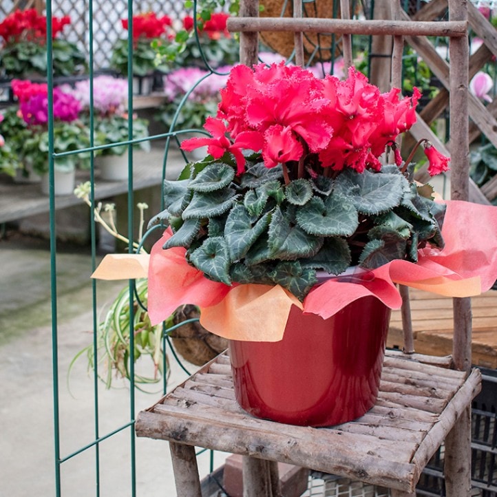 カラーポット【7号鉢】【NR31】【赤色/レッド】クリスマスカラー☆アレンジ自由♪