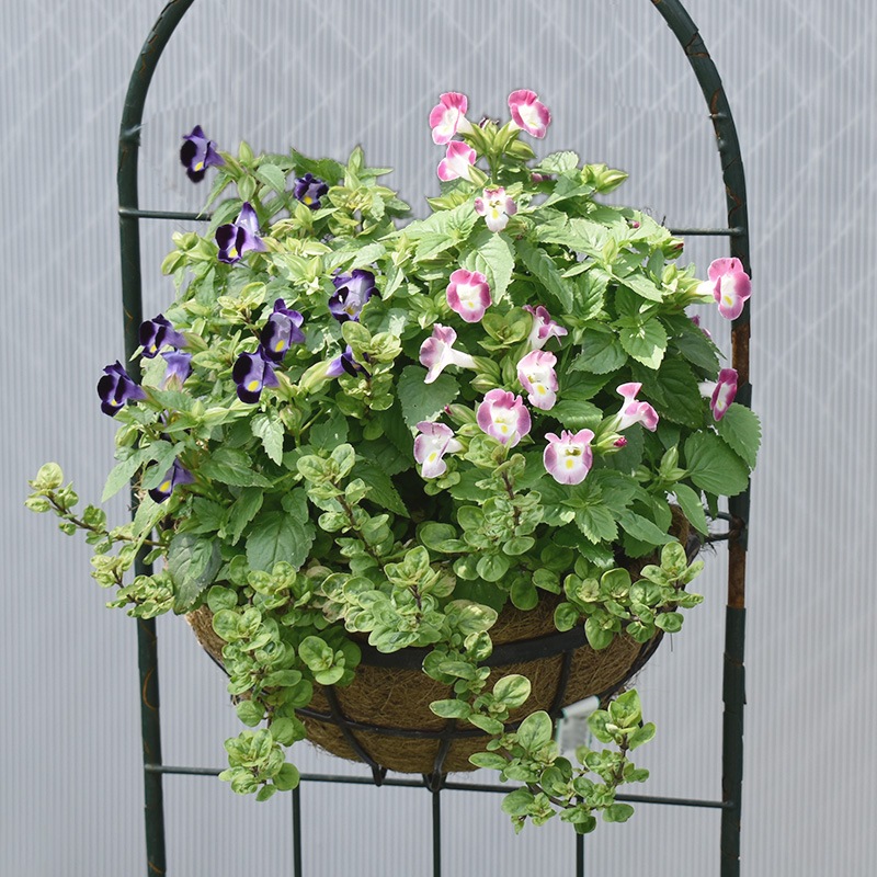 WBR73-W25】【壁掛け】 フック付ハンギングバスケット25cm | 一般の