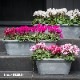 【ER5-76C】 【長方形38型】 【底穴有】 38㎝寄せ植え鉢