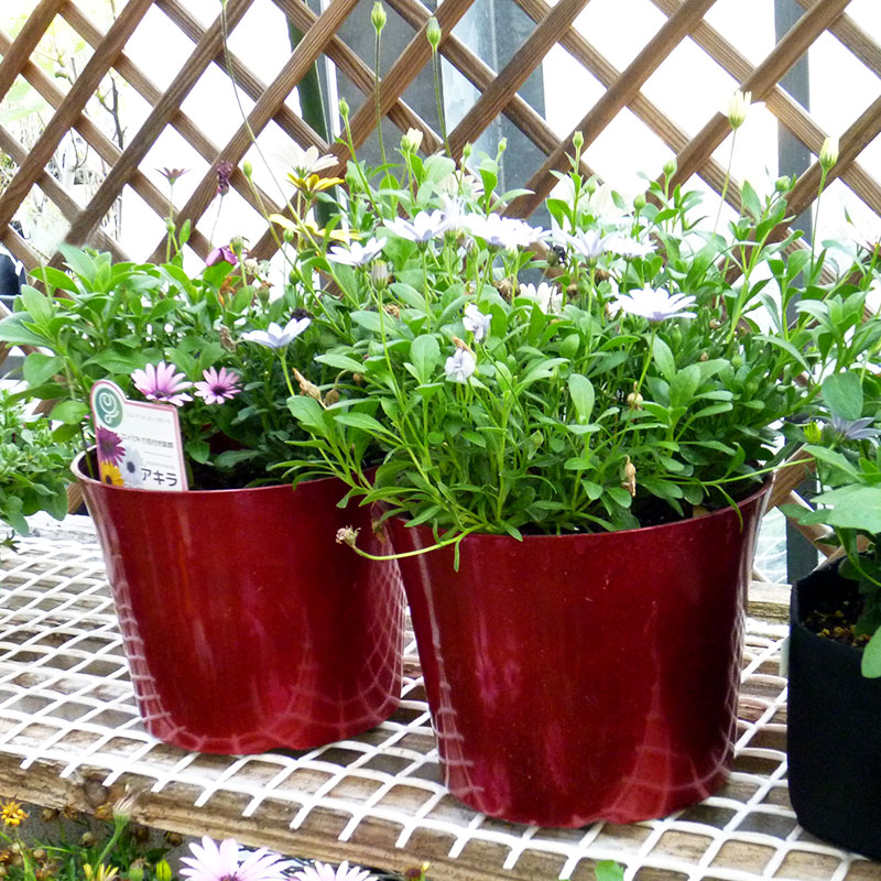 カラーポット【7号鉢】【NR31】【赤色/レッド】クリスマスカラー☆アレンジ自由♪