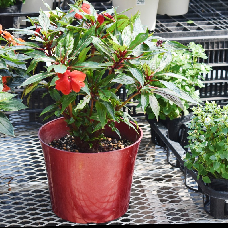 カラーポット【7号鉢】【NR31】【赤色/レッド】クリスマスカラー☆アレンジ自由♪