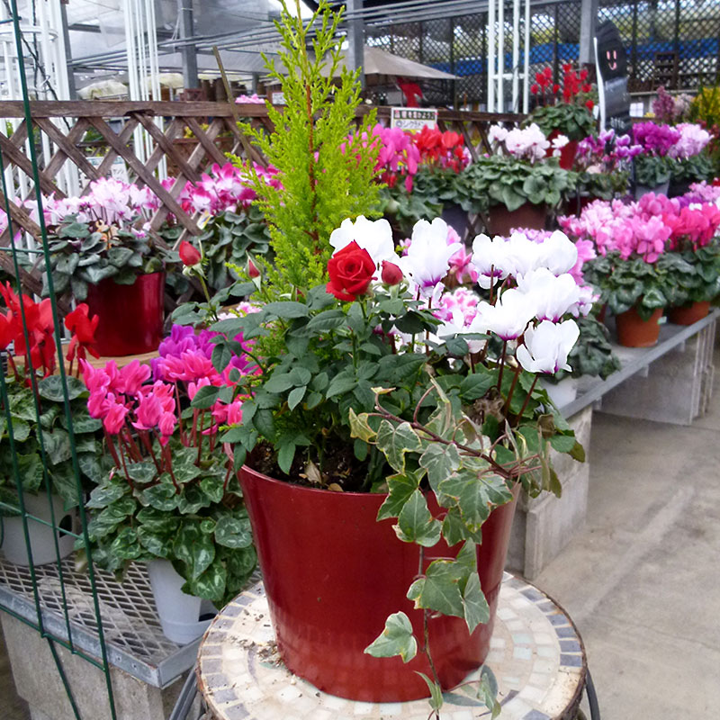 カラーポット【7号鉢】【NR31】【赤色/レッド】クリスマスカラー☆アレンジ自由♪