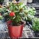 カラーポット【7号鉢】【NR31】【赤色/レッド】クリスマスカラー☆アレンジ自由♪