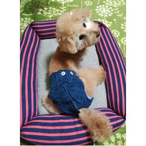 マナーおむつ用カバーパンツ M ブルー(卸商品)
