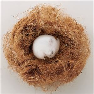 （まとめ） ハムちゃんの寝床作るんで巣 40g （ペット用品・小動物用） 【×5セット】(卸商品)