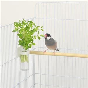 （まとめ）小鳥のベジタブルポット【×5セット】 (鳥用品)(卸商品)
