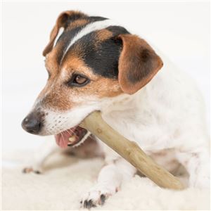 （まとめ）カフェウッド チャンプ S【×3セット】 (犬用玩具)(卸商品)