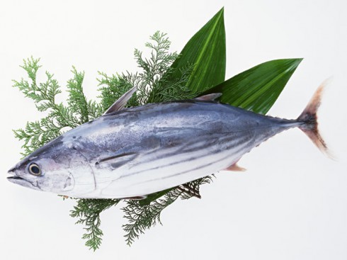 とろカツオの刺身