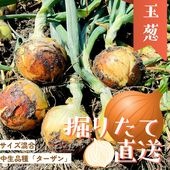 【順次出荷販売中】淡路島 ブランド玉ねぎ ターザン 2kg / 5kg / 10kg/20kg/たまねぎセット｜高糖度で甘い！国産野菜 中生品種 家庭用  保存も安心◎|雑貨