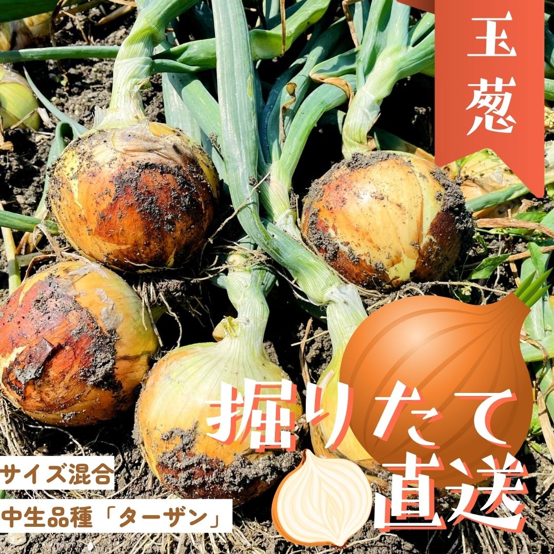 【順次出荷販売中】淡路島 ブランド玉ねぎ ターザン 2kg / 5kg / 10kg/20kg/たまねぎセット｜高糖度で甘い！国産野菜 中生品種 家庭用  保存も安心◎