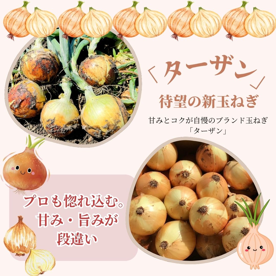 【順次出荷販売中】淡路島 ブランド玉ねぎ ターザン 2kg / 5kg / 10kg/20kg/たまねぎセット｜高糖度で甘い！国産野菜 中生品種 家庭用  保存も安心◎