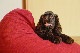 【カバーのみ】tetra LEON（レオン）【ミニサイズ用】