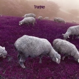 韓国音楽 Attention24 (アテンション24) - Purple