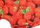  ٥ ޥܥѥ - STRAWBERRY ȥ٥꡼