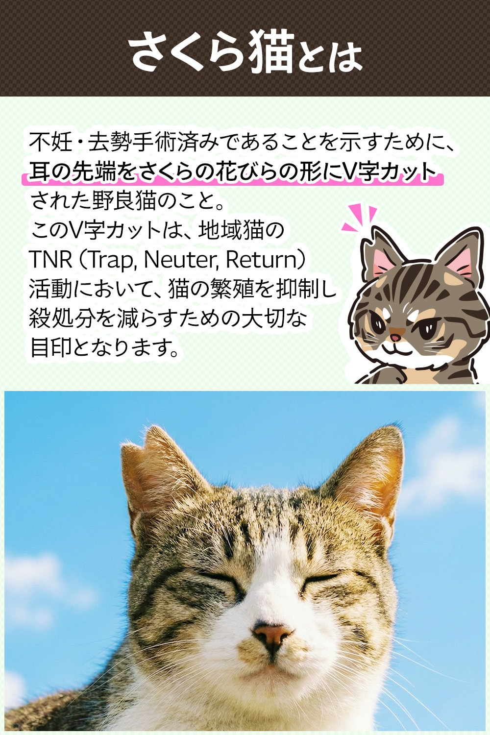 �ݸ�ǭ���ƥå��������ɤη줬��������