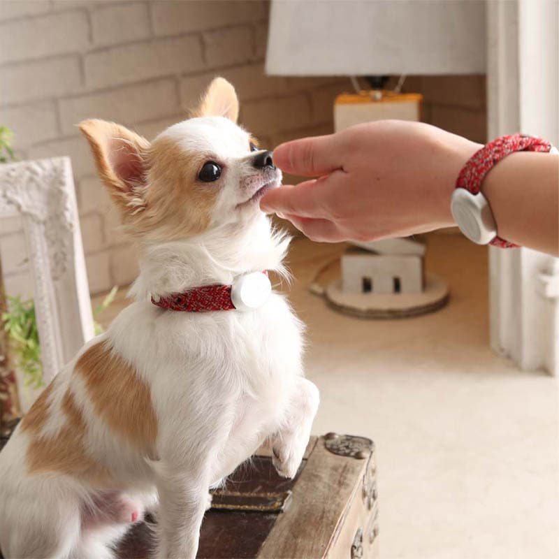 ڼʡZaoral() ꥫХ꡼Х