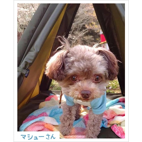  ƥ DO-650 / WOOF!!WOOF!! - DOG TIPI TENT. - / !!!! -ɥåѥƥԡƥ-