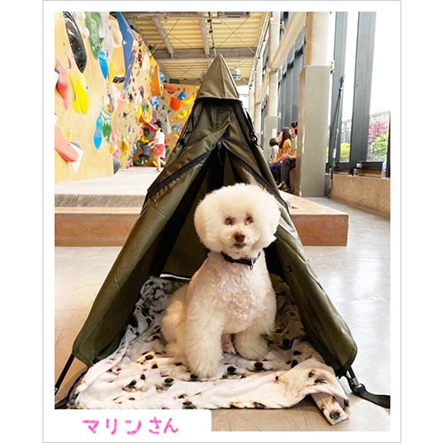  ƥ DO-650 / WOOF!!WOOF!! - DOG TIPI TENT. - / !!!! -ɥåѥƥԡƥ-