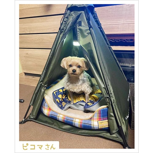  ƥ DO-650 / WOOF!!WOOF!! - DOG TIPI TENT. - / !!!! -ɥåѥƥԡƥ-