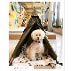  ƥ DO-650 / WOOF!!WOOF!! - DOG TIPI TENT. - / !!!! -ɥåѥƥԡƥ-