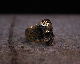 Daddy's "D3" Skull Ring -BRASS