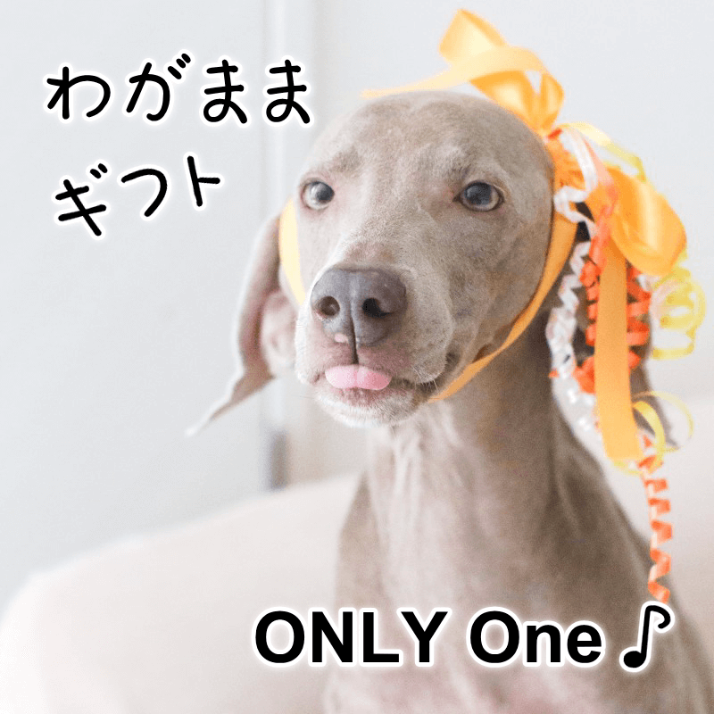 ワガママギフト ギフト 犬猫用ケーキ パティシエール セリ