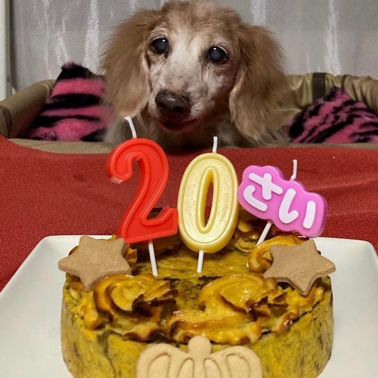 �٥����ɡ��������ȥݥƥȡ������������