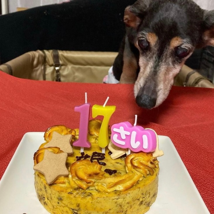 �٥����ɡ��������ȥݥƥȡ������������