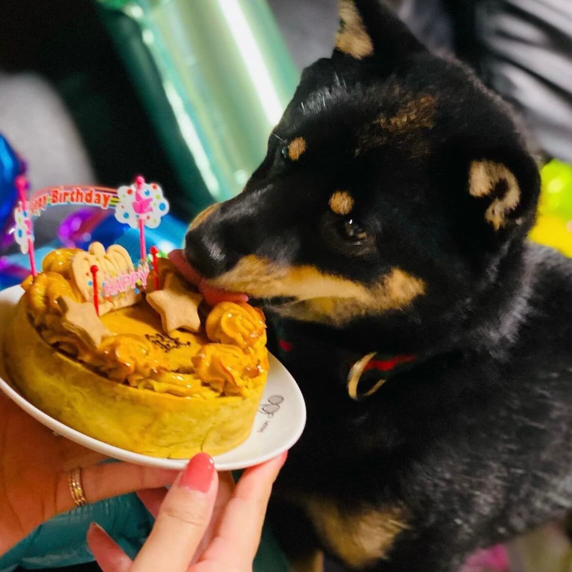 �٥����ɡ��������ȥݥƥȡ������������