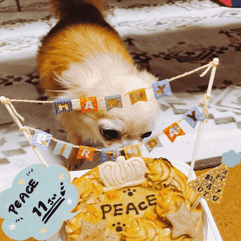 �٥����ɡ��������ȥݥƥȡ������������